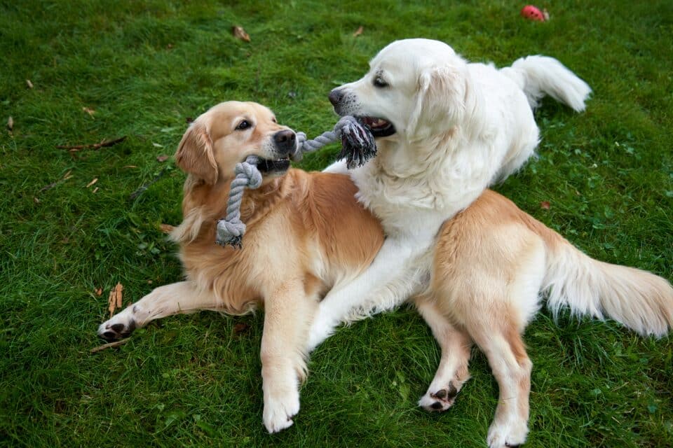 Two Golden Retrievers engage in a playful tug-of-war with a rope toy while lying on the grass.